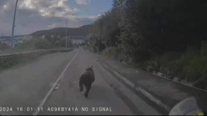 На Камчатке водитель спас двух школьниц от медведя