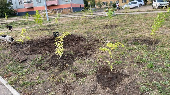 Читинцы посадили новые деревья в парк «Солнечный» поселка ГРЭС