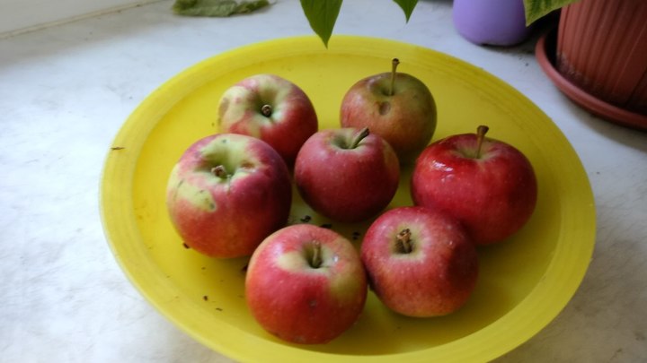 В Молдавии переполох из-за запрета на экспорт фруктов и овощей в Россию: Премьер велела разобраться