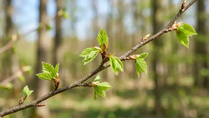 Аллергикам сообщили о праве уйти на удаленку в период цветения