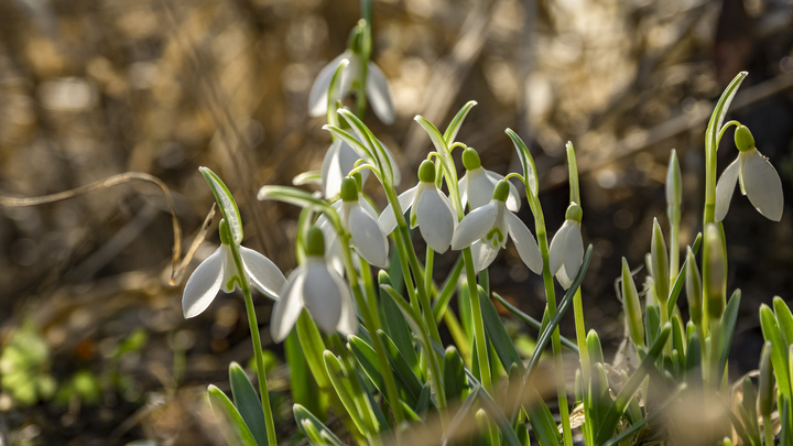 В Сочи из-за теплой погоды вот-вот зацветут подснежники