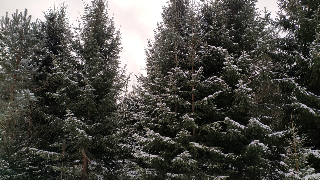 Группа елей в одной посадке. Снегопад. Татышев посадки елей. Два ряда тесно посаженных елей образовали красивую аллею.