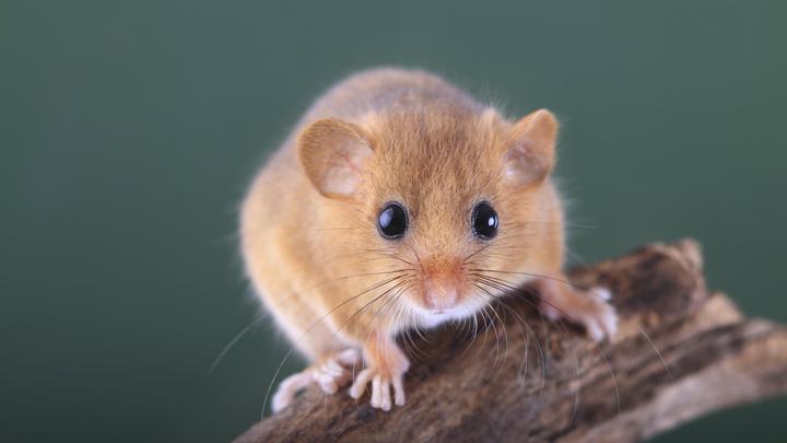 Генерал Мышь выручает Россию. Пушков не сдержал иронии: Получите - распишитесь