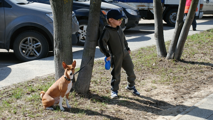Либо чип, либо клеймо: Юрист рассказала о новой обязанности владельцев собак в Подмосковье