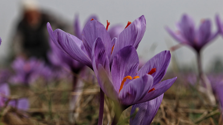 Неутешительный прогноз из Ирана. Аномалия привела к скачку цен