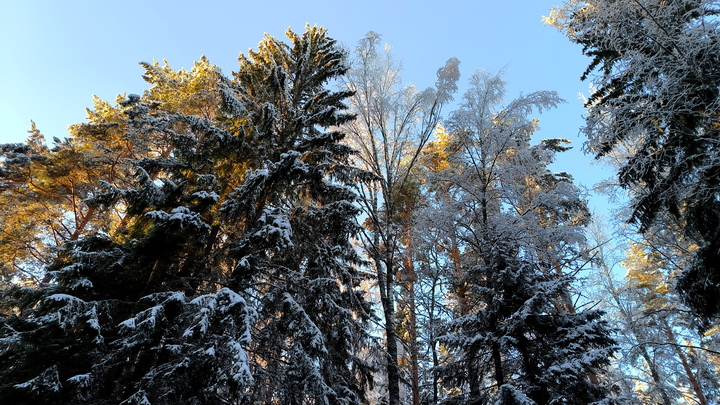 Главную новогоднюю ёлку страны сфотографировали из космоса