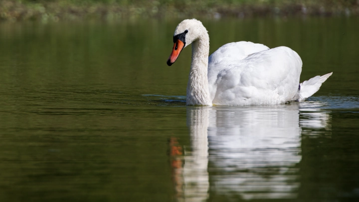 В Анапе спасённый от мазута лебедь обнял волонтёра