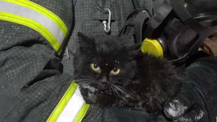 В Муромцево пожарные вынесли из горящего здания котёнка