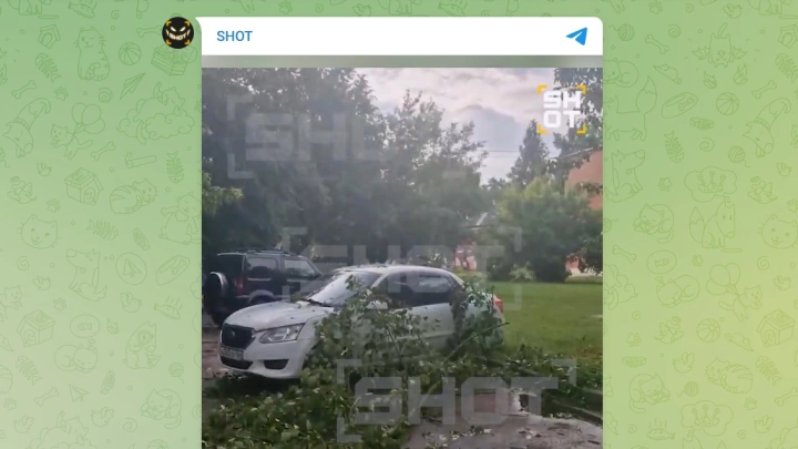 Упавшее дерево повредило пять автомобилей в Коломне