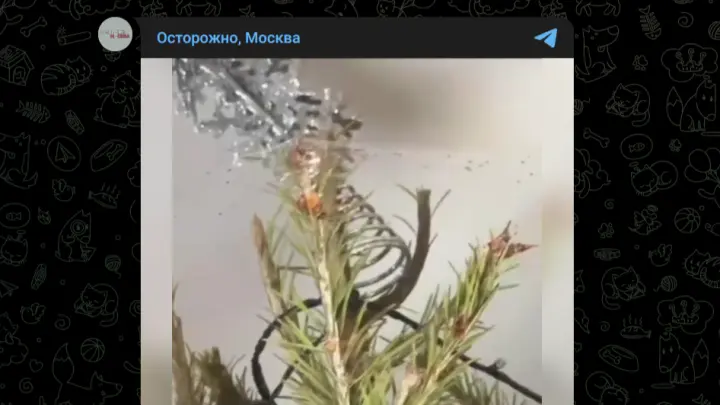 Вместе с новогодней елью москвичи принесли в дом полчища проснувшихся паразитов