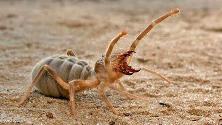 SHOT: на отдыхе в Египте русскую туристку атаковал огромный верблюжий паук