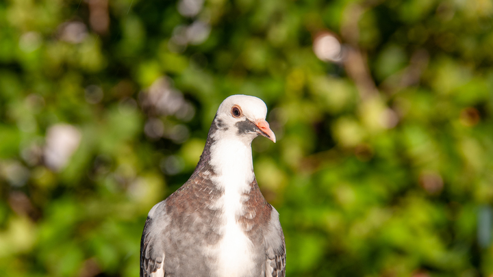 На площади около вокзала Новосибирск-Главный мужчина ел голубя На площади около вокзала Новосибирск-Главный мужчина ел голубя