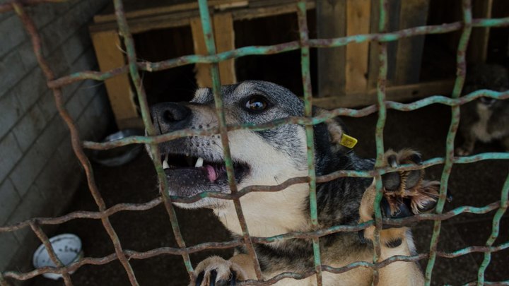 Еженедельно от 10 до 30 запорожцев обращаются за помощью после укусов животных