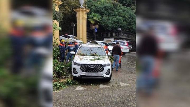 Из-за ураганного ветра в Сочи дерево рухнуло на иномарку, в которой находился водитель