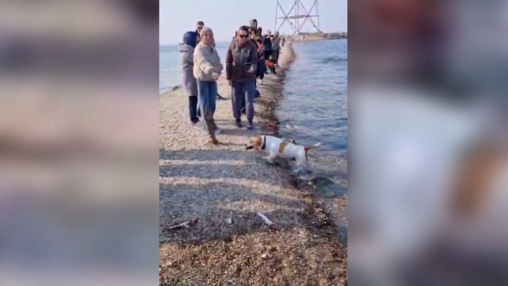 Пес-рыбак из Владивостока показал туристам мастер-класс по ловле селедки: видео