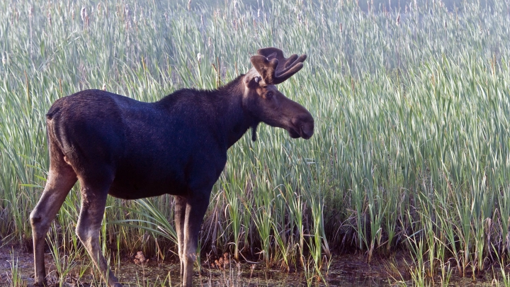 Юные горожане выберут имена для лосей из национального парка Лосиный Остров