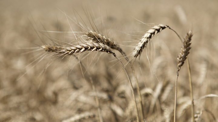 В Казахстане объяснили, откуда появились фейки о дефиците зерна в стране