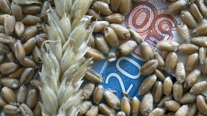 Киев намерен обратиться в ВТО из-за заявлений Варшавы о запрете импорта украинского зерна