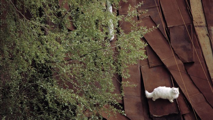 Житель Подмосковья покалечил кошку и выбросил её в пакете на улицу