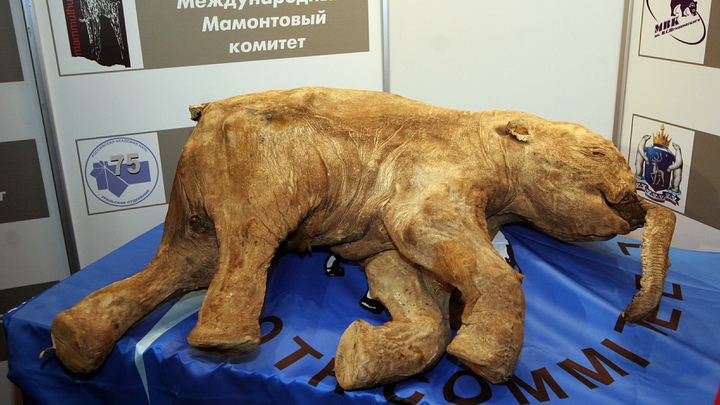 Где посмотреть на останки мамонтов и пещерных львов: Перечислены ключевые музеи России