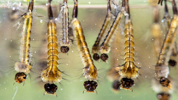 Комары атаковали жителей Ростовской области: Зоолог винит колебания температуры