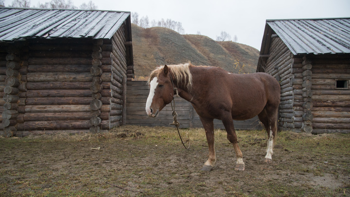 Конь устроил переполох в салоне самолёта. Пришлось срочно сажать борт
