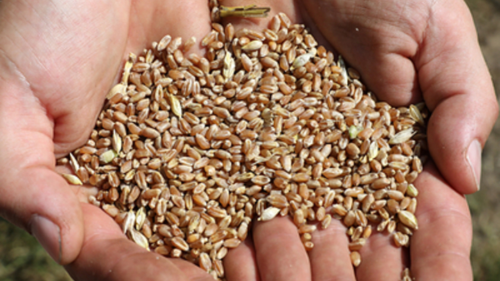 Фермеры Запорожской области попросили об отправке зерна через Бердянск