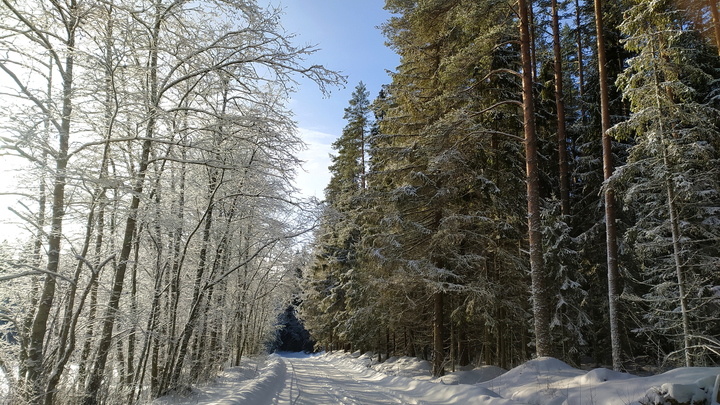 Петербург пережил самую холодную ночь с начала месяца