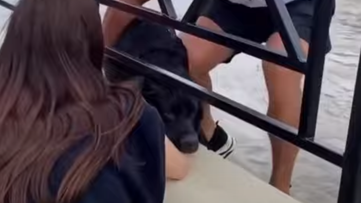 В Сочи вытащили собаку, упавшую в реку во время стихии