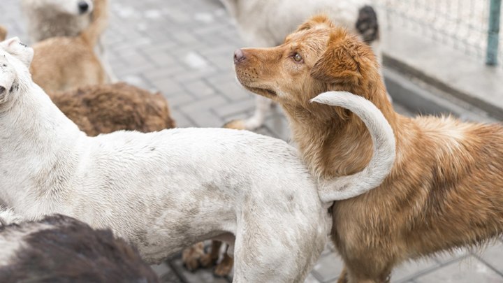 Евгений Наумов: проект приюта для животных был нежизнеспособен еще на старте