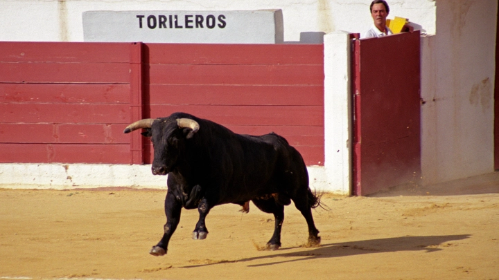 В Испании взбешённый бык искалечил несколько зрителей на празднике