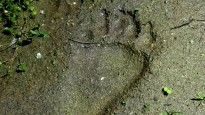 Медведь, прошедший КПП Снежинска, вновь появился возле города