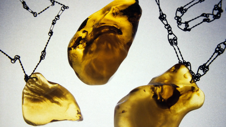 Личинка комара возрастом 99 миллионов лет раскрыла секрет эволюции