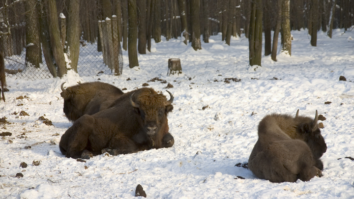 МИД Белоруссии увидел в Польше угрозу существования популяции зубров