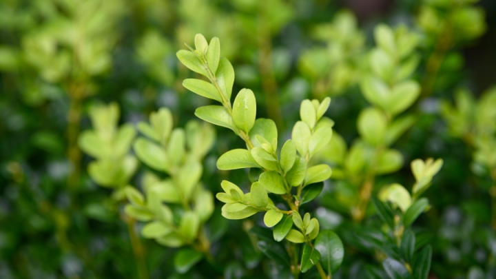 Учёные: реликтовые рощи самшита могут восстановиться в Сочи естественным путём