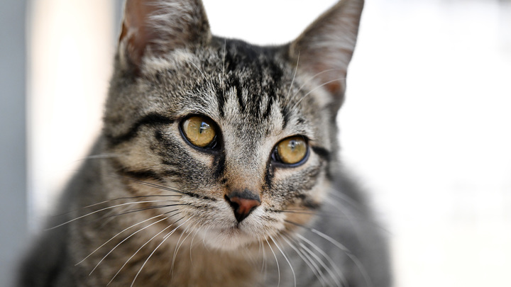 Предательство начинается с малого: Бегущие от мобилизации массово бросают собак и кошек