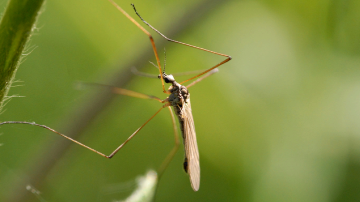 Счётчик комаров и Wi-Fi: В Китае создали смарт-ловушку для насекомых