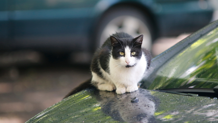 Абсурд дня: против российских кошек ввели санкции