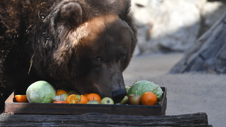 Украли медведей: новосибирские циркачи на пенсии пожаловались на пропажу животных