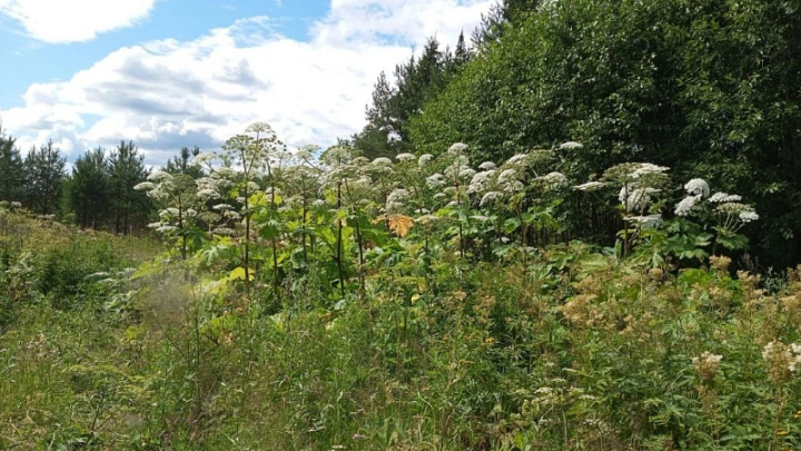 В России намерены уничтожать американский клен наравне с борщевиком