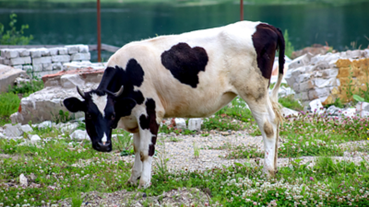 Кубанские генетики первыми в России клонировали корову-рекордсменку по надоям