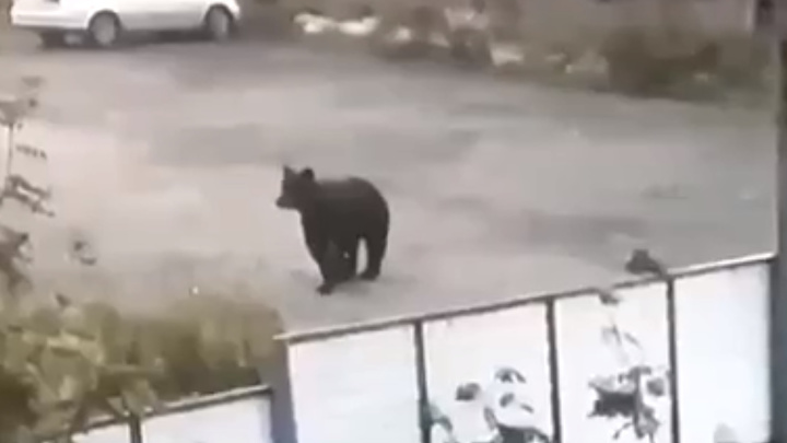Очередной медведь в Кузбассе вышел к людям и попал на видео