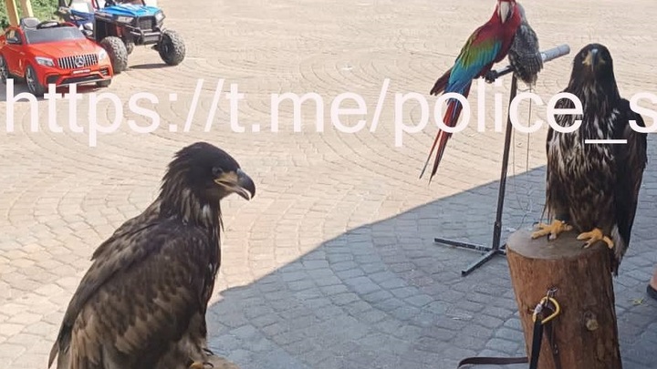 Предлагали фото с птицами: два сочинца за навязчивый сервис в парке заплатят штрафы