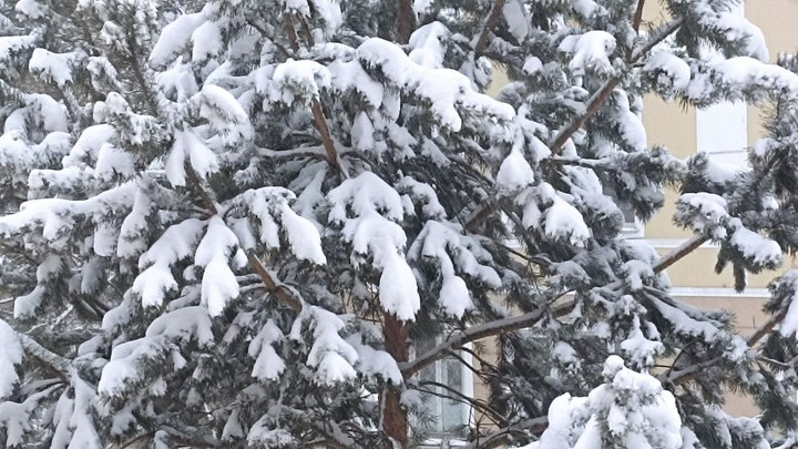 Мощный снегопад во Владивостоке: из-за циклона закрыты школы, прогноз синоптиков