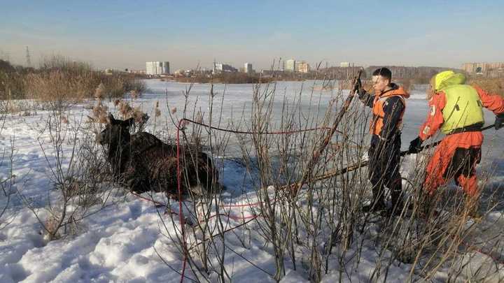 Спасатели вытащили из болота лося в Подмосковье