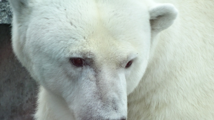 Белый медведь вышел к людям. Но вместо охоты — ждал автобус