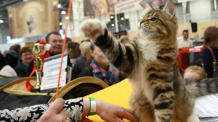 Пушистики заразят вас коронавирусом: В Польше выдвинули обвинения домашним питомцам