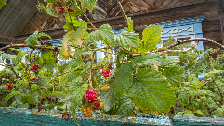 Посадил, полил, забыл: Ганичкина назвала топ-5 растений для ленивых садоводов