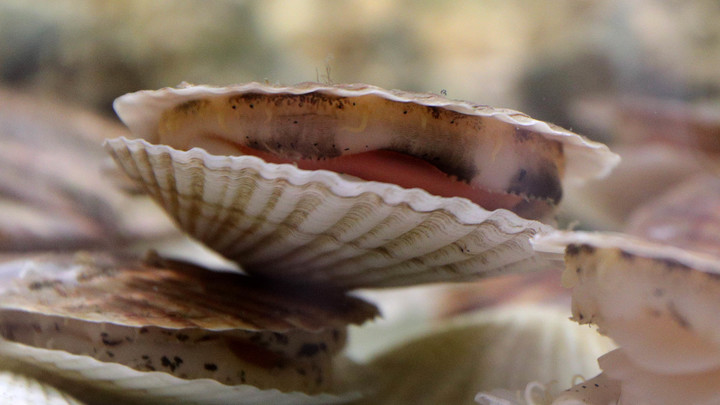 Топ-9 продуктов для молодости организма