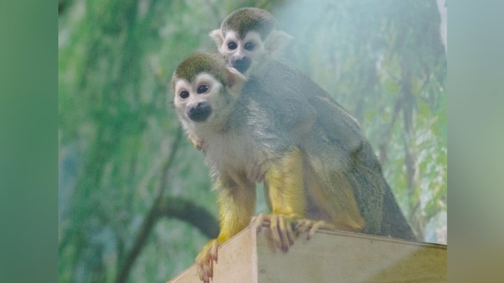 Рвут подарки в клочки. Обезьянам челябинского зоопарка нужны пледы